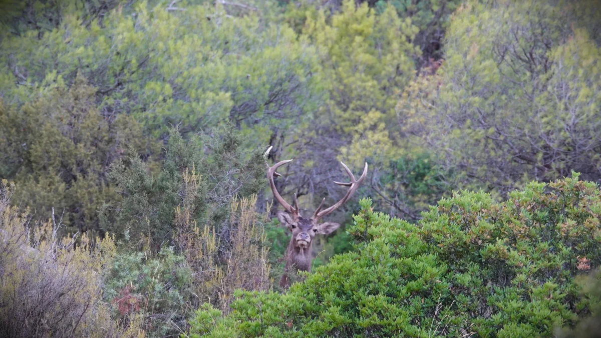 La berrea en Cazorla