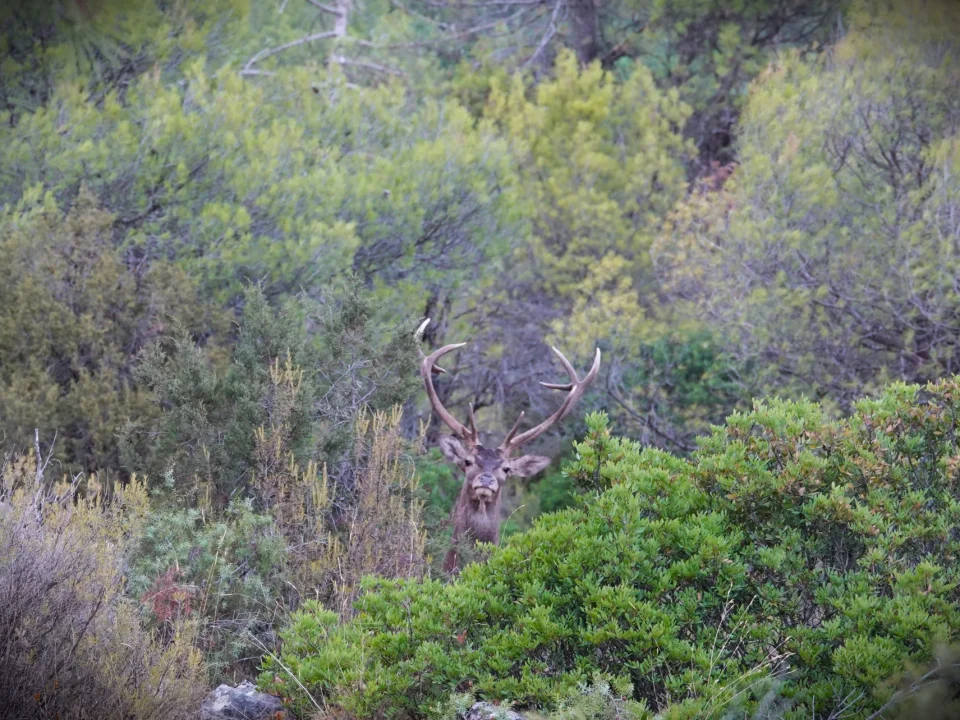 La berrea en Cazorla